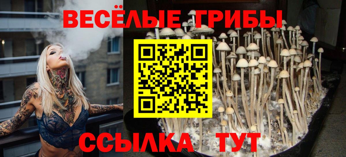 Псилоцибиновые грибы Psilocybine cubensis Сегежа